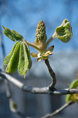 Spring chestnut bud with young flowers isolated on blue sky