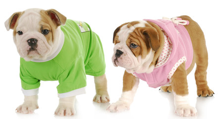 Obraz premium two puppies
