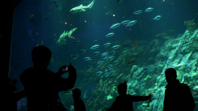 Oceanarium