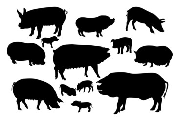 pigs and boars silhouettes set on white