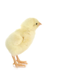 newborn chick