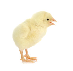 chirping chick