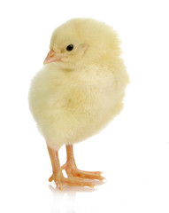 baby chick