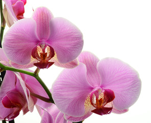 Fototapeta na wymiar Storczyk, Phalaenopsis Orchidea