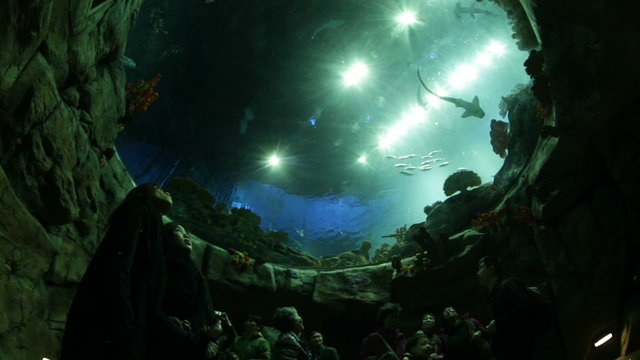 Oceanarium