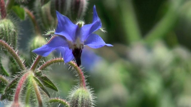 Abeille et fleur de bourrache