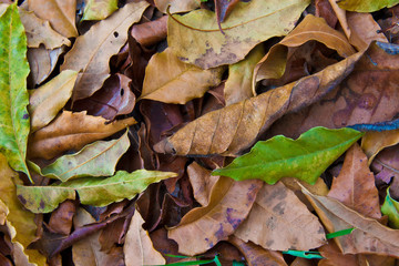 Dry leaf
