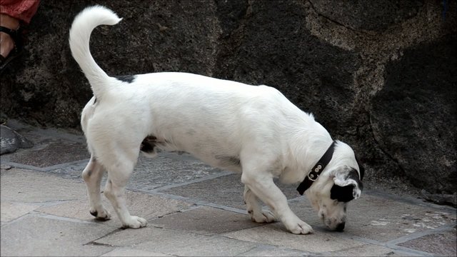 Jack Russel