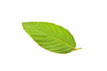 green leaf