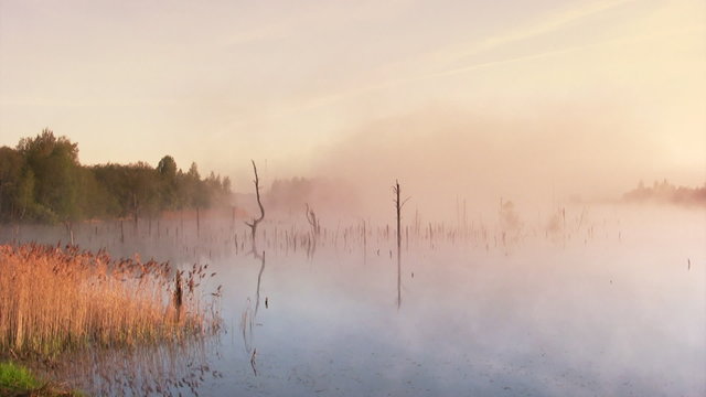 Summer sunrise in the swamp