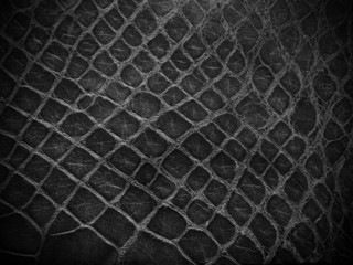 snake skin black and white close up