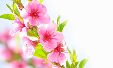 Pfirsichblüten auf weißem Hintergrund