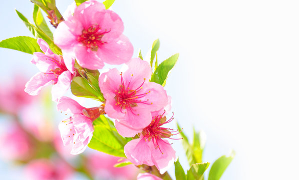 Pfirsichbl&uuml;ten auf wei&szlig;em Hintergrund