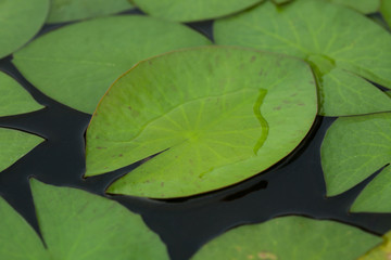 Lotus leaf