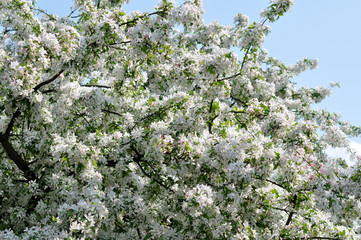 Apfelbaum. Blütezeit