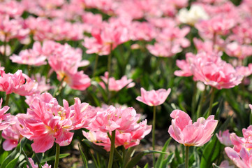 Obraz na płótnie Canvas Rosa tulips