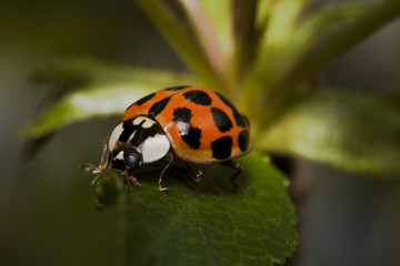 lady bug