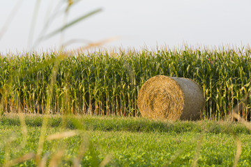 Strohballen vor Maisfeld