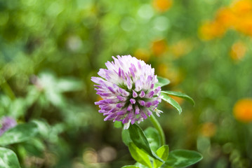 Obraz premium clover flower