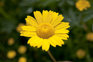 yellow flower