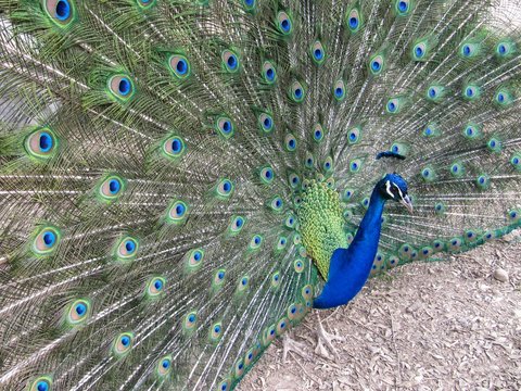 Peacock, pavo real.