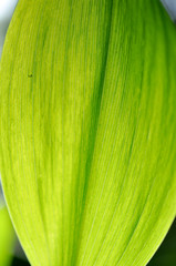 Leaf