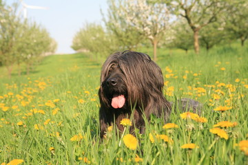 Briard