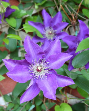 Clematis Viola