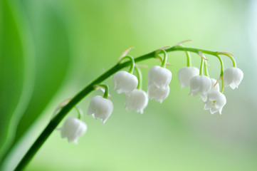 Maiglöckchen. Zarte Natur - May bells