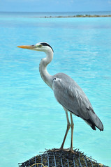 Malediven - Graureiher