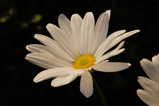 Margheritone