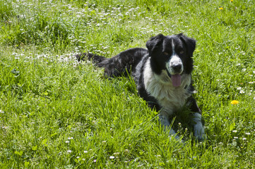 black and white dog on green grass