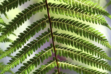 FERN UNDER