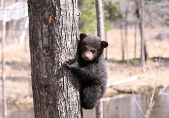 ourson dans un arbre