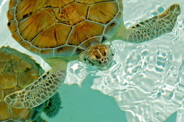 Sea turtle blowing bubbles while rising for a breath.