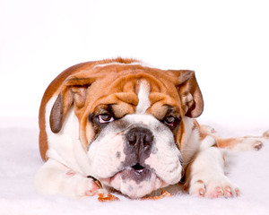 Fototapeta premium English Bulldog, British Bulldog, puppy