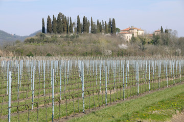 Fototapeta na wymiar Italy: Young moscato vineyards in Veneto region