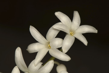 Hyacinthus