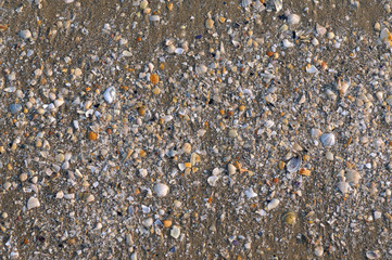 Shell remains on the beach