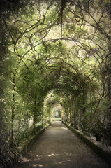 Wisteria tunnel