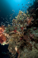 Naklejka na ściany i meble coral reef and fish in the Red Sea.