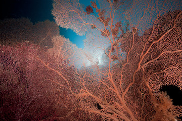 Sea fan and coral reef in the Red Sea.