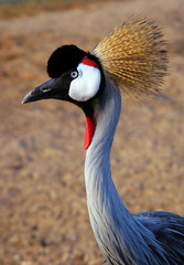 Crowned Crane