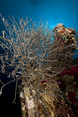 Noded horny coral in the Red Sea.