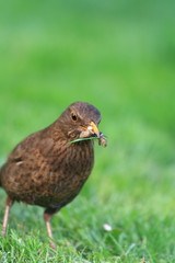 Freche Amsel auf Futtersuche