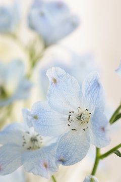 Fototapeta Delphinium