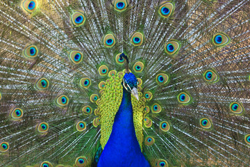 Fototapeta premium paon