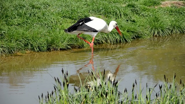 Storch