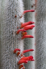 Kaktus cleistocactus hyalacanthus