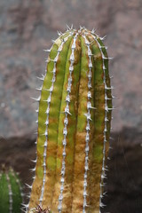 Wolfsmilchgewaechs euphorbia echinus